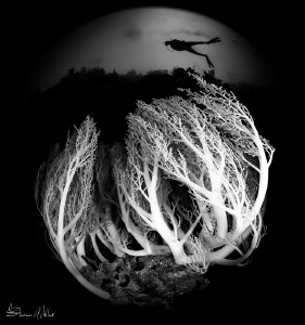 upwelling lifted the skirt on this coral, when I looked u... by Steven Miller 